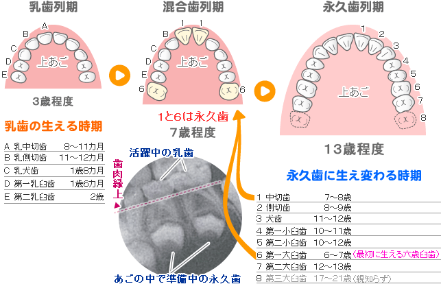 ２０本の乳歯が２８～３２本の永久歯に生え変わるまで