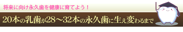 ２０本の乳歯が２８～３２本の永久歯に生え変わるまで